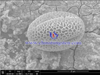  tungsten trioxide micro ball SEM figure-10μm